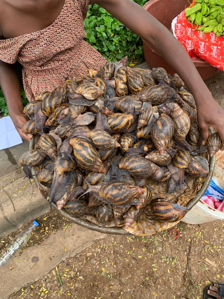 Snail Farmers